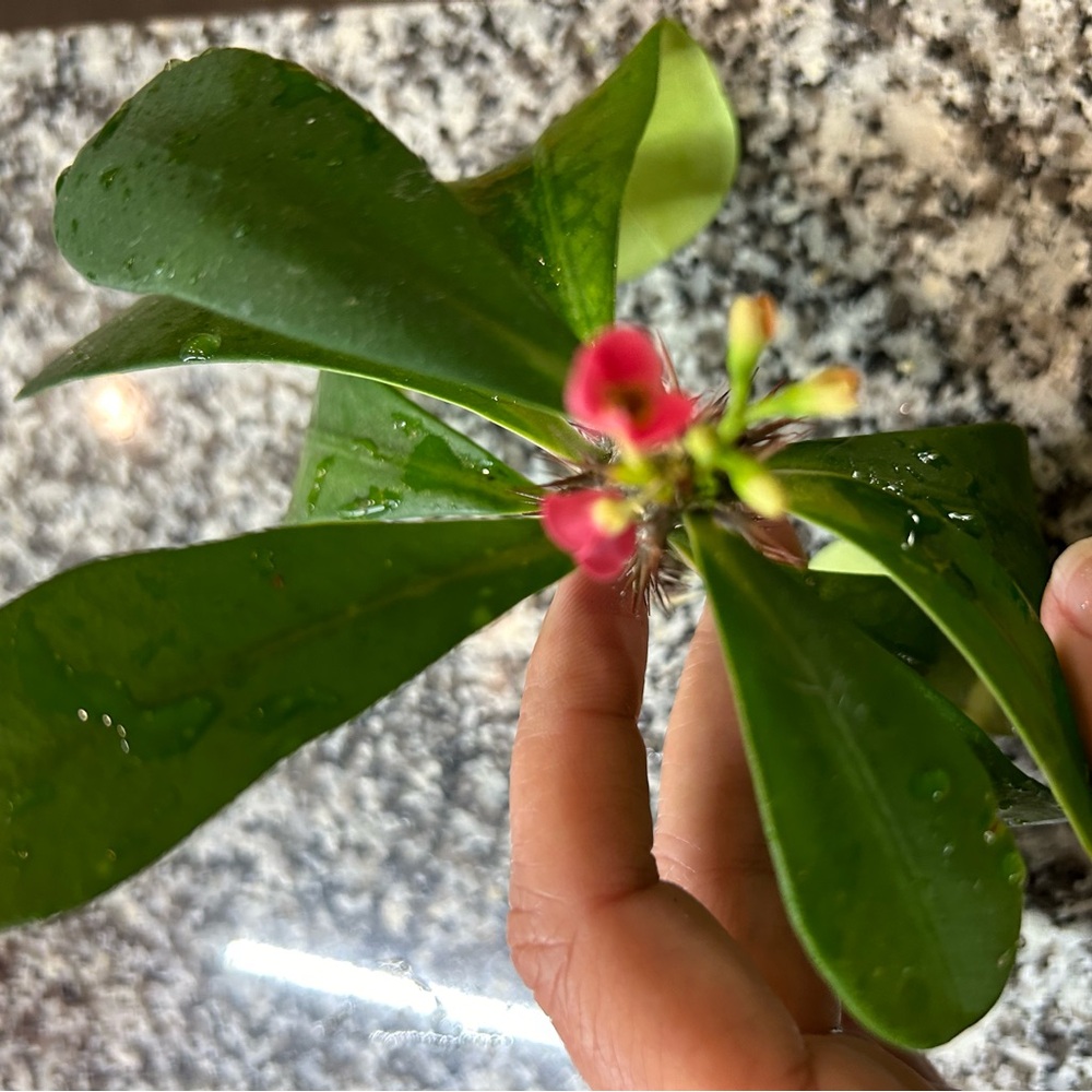 Crown of thorns cutting - Picture 5 of 7